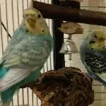 Meine lieben Hennen Ollie und Ellie