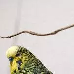 Yoshi im Profil Anfang 2024
