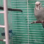 Mein kleiner Skippy