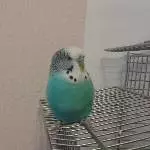 Lè parrot
