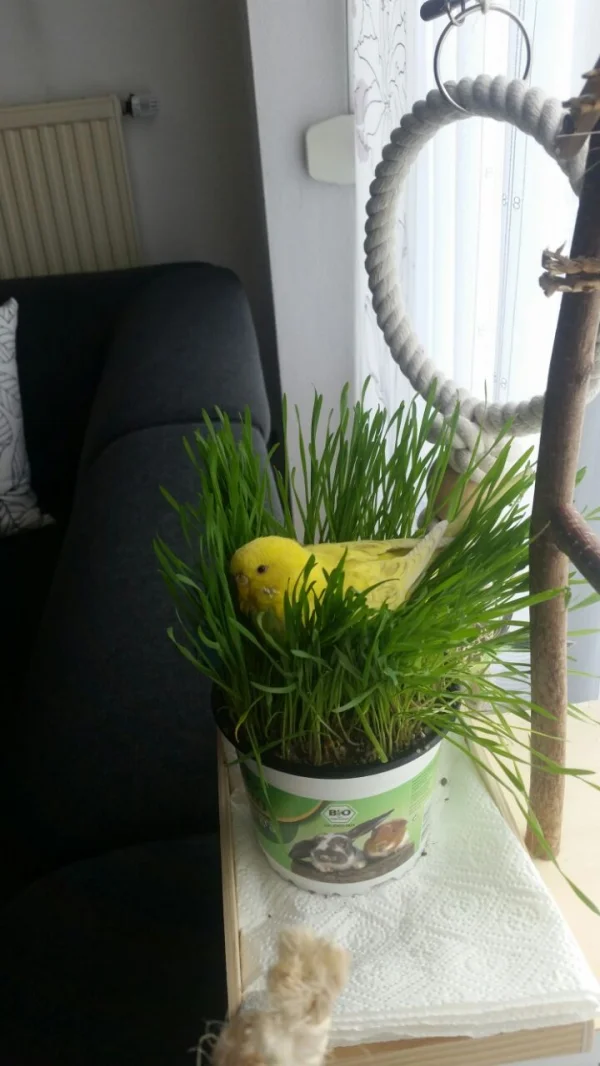 Wellensittich-Bild: Unsere Bella relaxt ganz entspannt im Dschungel. Das Bild wurde passender Weise an Ostern dieses Jahr gemacht....als ob die kleine Zitrone gewusst hätte wie der Brauch bei uns Felos funktioniert 