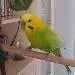 Bubi