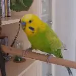 Bubi der ältere Herr