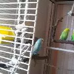 Billy und Birdy auf der Schaukel