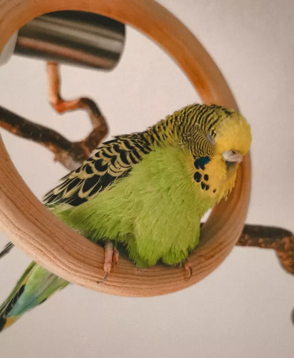 Wellensittich-Bild: Lilli macht ganz gerne kleine Mittags-Nachmittagsnickerchen.