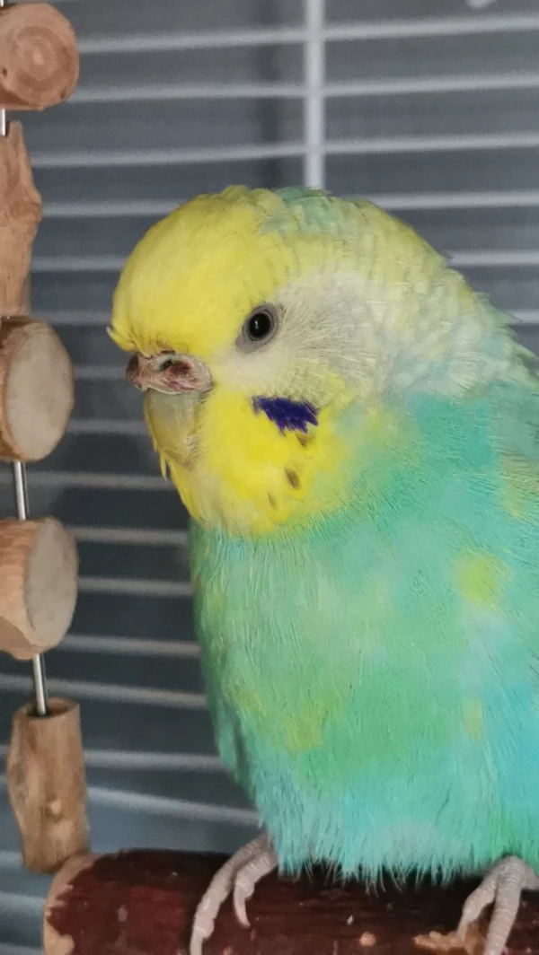 Portrait von Kiwikane