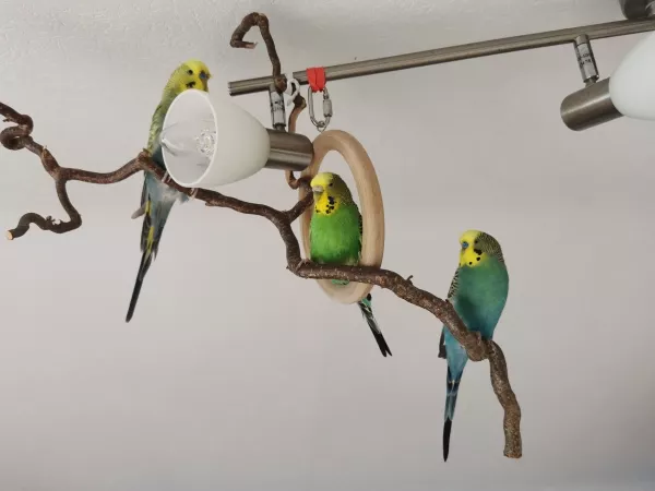 Wellensittich-Bild: Die drei sind mittlerweile ein unzertrennliches Trio 