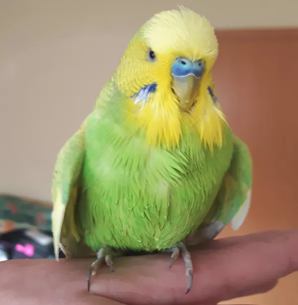 Wellensittich-Bild: Lucky war wirklich immer sehr begeistert vom Baden und hat auch niemand anderen ans Wasser gelassen.