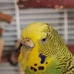 Kleines Portrait von Lilli