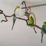 Chopper, Lilli und Ryu 