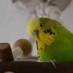 Coco auf neuer Schaukel