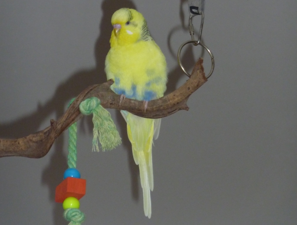 Tweety