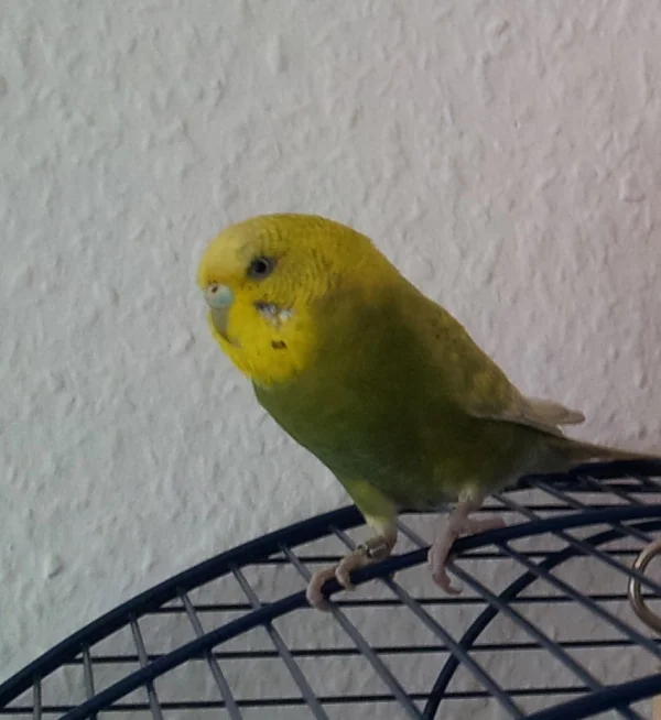 Wellensittich-Bild: Sie war ein Fundvogel, leider ist sie nur 4 Jahre alt geworden. Sie ist von unserer Tweety sofort ganz lieb aufgenommen und bemutert worden.