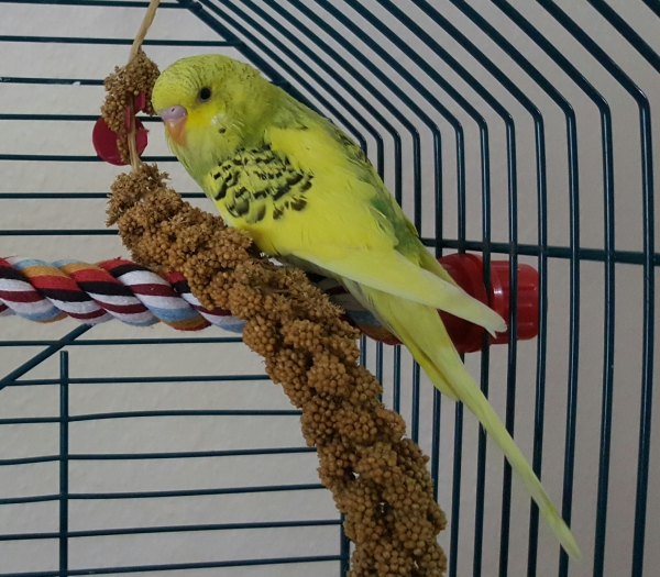 Krümel