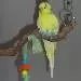 Tweety