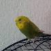 Bups
