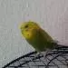 Bups