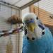 Tweety