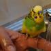 Tweety