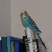 Tweety