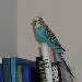 Bibo