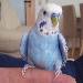 Tweety