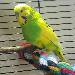 Tweety