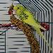 Tweety
