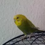 Fundvogel Bubs