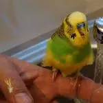 Erfrischung