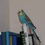 Der kleine Bibo