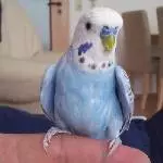 Der süsse Pepo