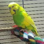 Der schüchterne Charly