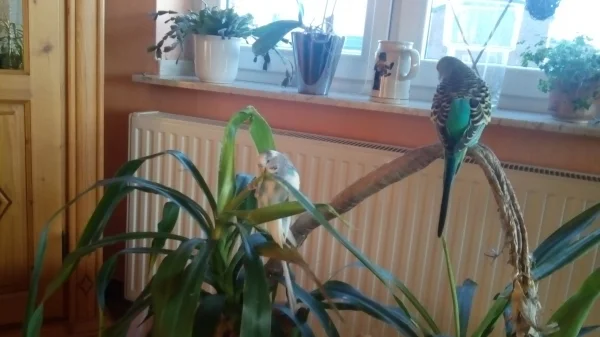 Wellensittich-Bild: Ich habe so einen Spaß in der Yucca Palme. Immer gut bewacht von meinem Kumpel Fredi.