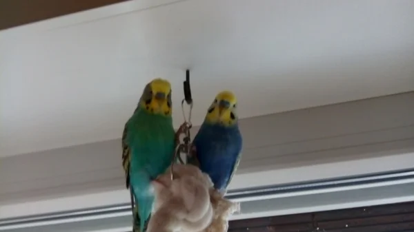 Wellensittich-Bild: Einer ihrer Lieblingsplaetze am Fenster