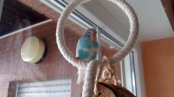 Wellensittich-Bild: Hallo zusammen, ich bin Paulchen,der neue bei den Flugakrobaten. Mein neuer Freund Fred ist noch nicht so ganz glücklich mit mir, aber ich gebe mir große Mühe, dass er mich bald genauso mag, wie seinen verstorbenen besten Kumpel Poldi.