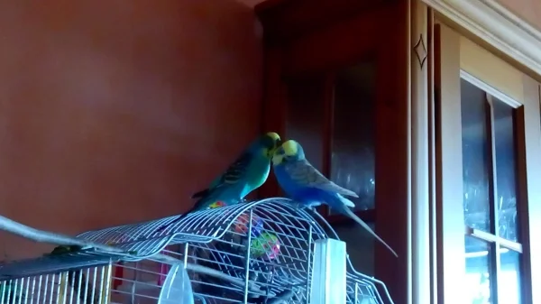 Wellensittich-Bild: Fredi hat Poldi sooo lieb