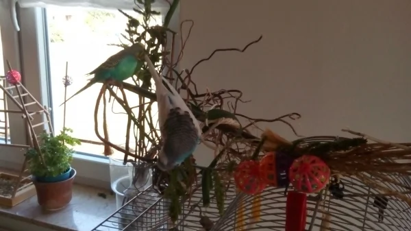 Wellensittich-Bild: Oh man Felo, jetzt können wir nicht gucken. Kneipe einfach so.