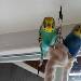 Neugierige Flugakrobaten