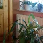Paulchens Kampf mit der Yucca Palme