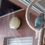 Ich bin Paulchen