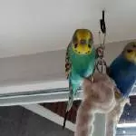 Neugierige Flugakrobaten