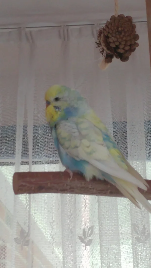 Wellensittich-Bild: Das ist mein Coco neuer Partner für Petra