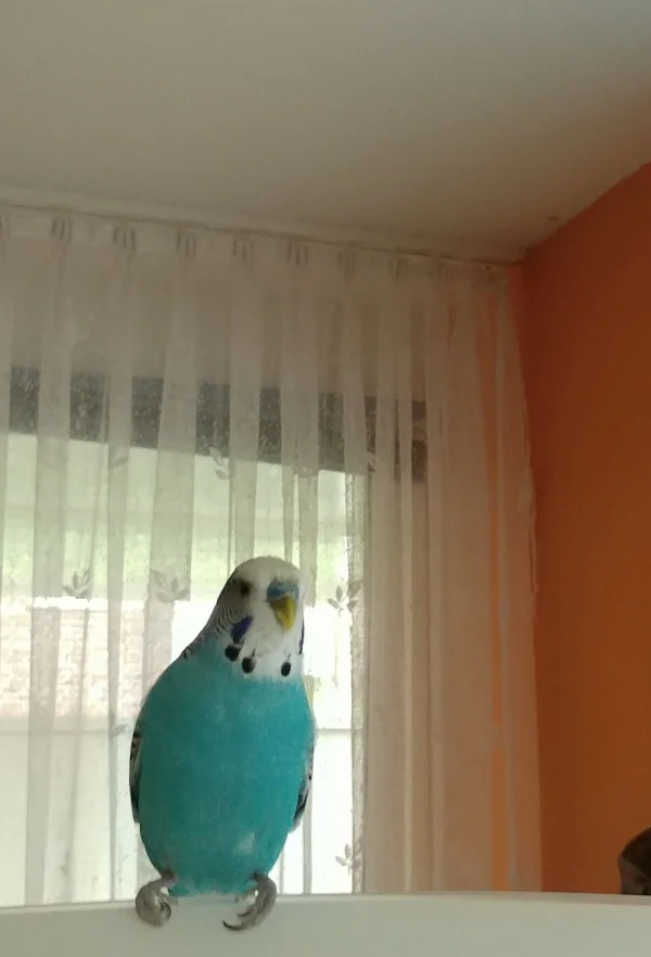 Wellensittich-Bild: Mein hübscher Hansi wo er noch bei mir war.