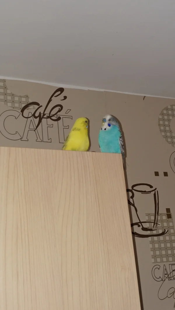 Wellensittich-Bild: Der blaue Vogel ist mein Hansi sind immer viel zusammen.