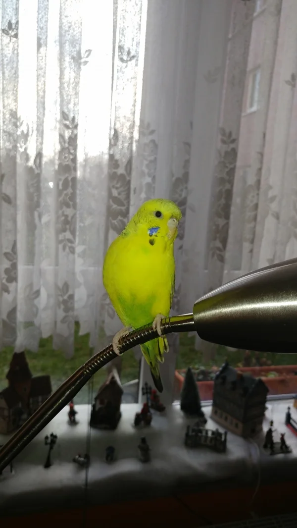 Wellensittich-Bild: Das ist meine Petra alleine auf der Lampe.