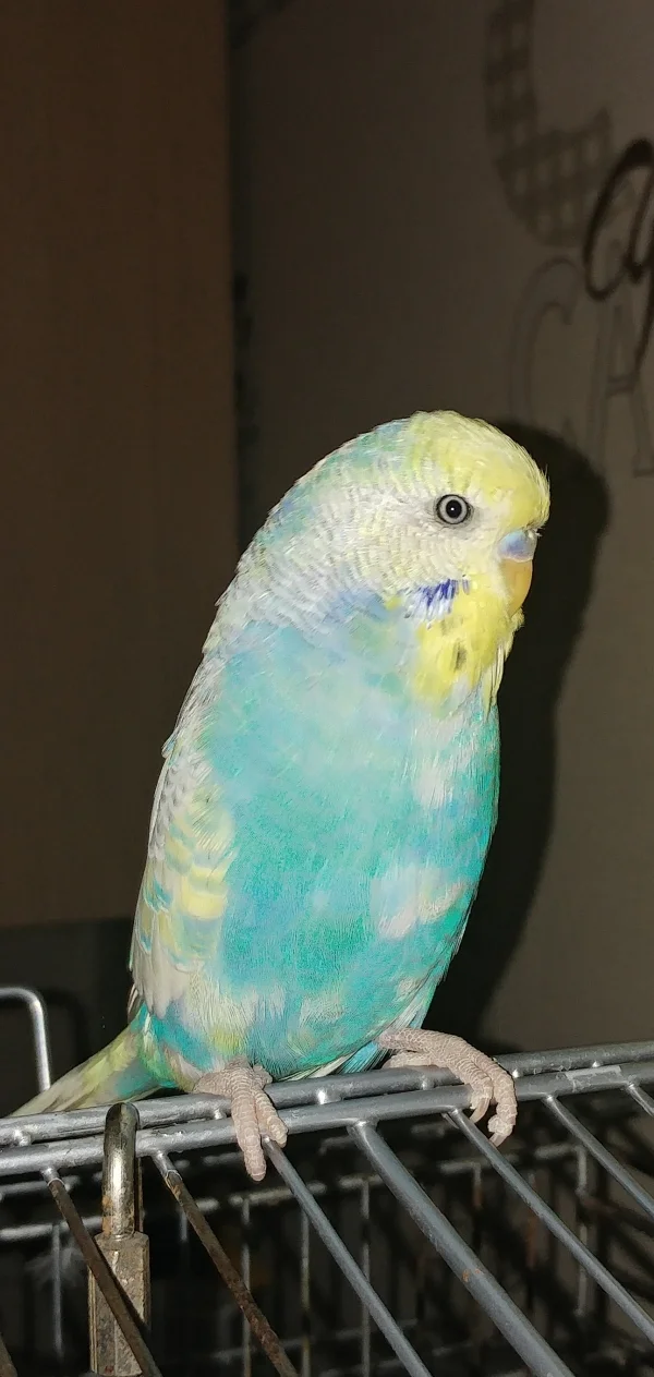 Wellensittich-Bild: Coco auf seinen Käfig