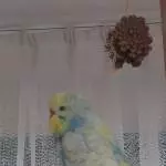Cocos neues Zuhause