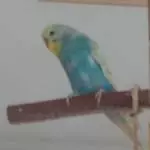 Coco auf sein Ast