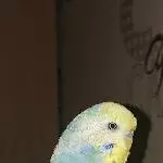 Coco auf seinem Käfig